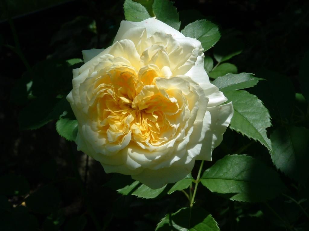 The Pilgrim photo DSCF0007_zpseda6b779.jpg